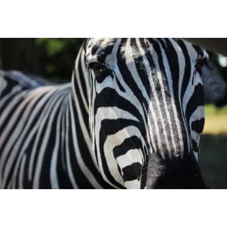 Photographic Print Poster Zebra Head Stripes Head