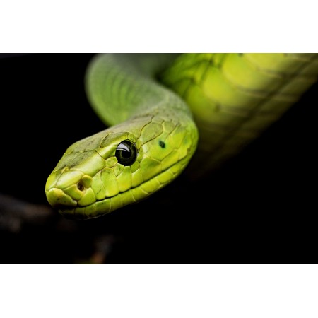 36x24 in Photographic Print Poster Snake Reptile Tree snake Animal world Terrarium