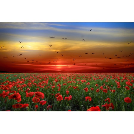 36"x24" Photographic Print Poster Landscape Flowers Poppies Sky Clouds Sunset Birds
