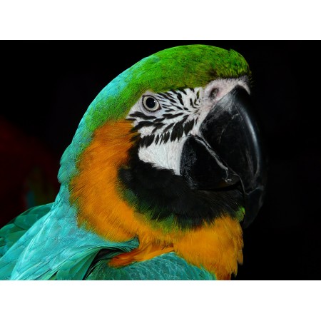 32x24 in Photographic Print Poster Parrot Bird Animal Colorful Plumage Feather Color