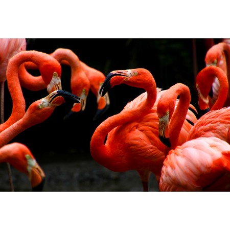 35x24 in Photographic Print Poster Flamingos Water bird Birds Phoenicopteridae