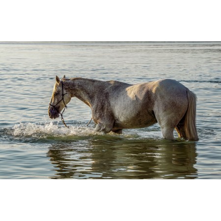38x24 in Photographic Print Poster Horse Swim Lake Water Sunset Waters Mood