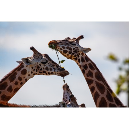 36x24 in Photographic Print Poster Giraffe Long neck Horns Long legs Animal Neck