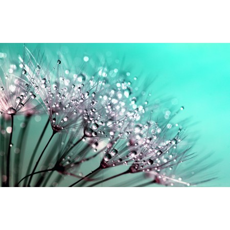 38"x24" Photographic Print Poster Dandelion Seeds Flower Nature Plant Summer Spring
