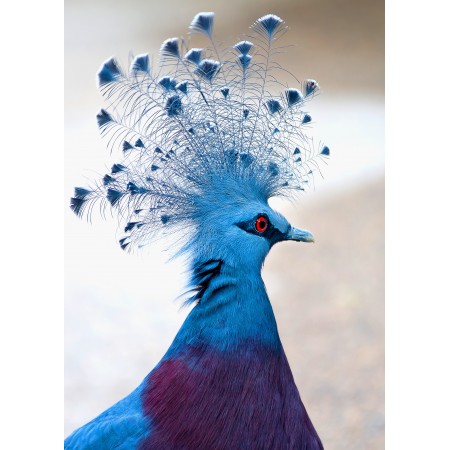 24x17 in Photographic Print Poster Victoria crowned pigeon Bird Animal Plumage Feather