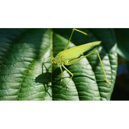 42x24 in Photographic Print Poster Grasshopper Viridissima Insect Close Up Green