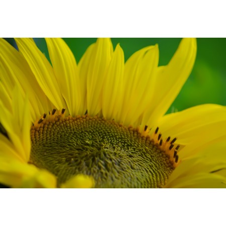 36x24 in Photographic Print Poster Sunflower Yellow Flower Bloom Flora Beautiful