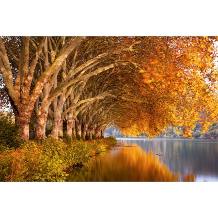 35x24 in Photographic Print Poster Autumn Lake Plane trees Nature Landscape Water