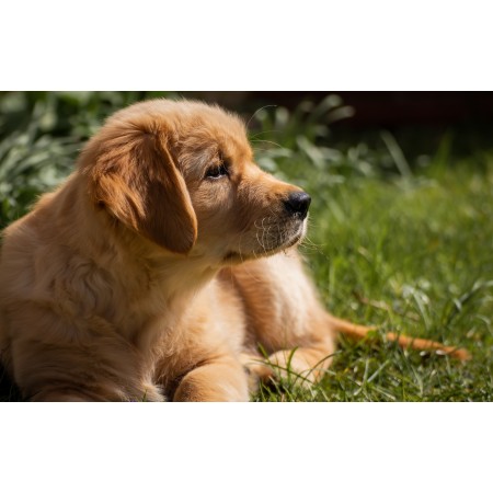 Photographic Print Poster Dog Small Puppy Golden retriever Sun Grass