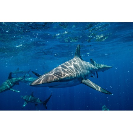 36"x24" Photographic Print Poster Shark Underwater Sea Fish Ocean Dangerous Diving