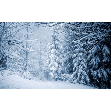 39x24 in Photographic Print Poster Trees Forest Snow Snowy Cold Idyllic Mountains