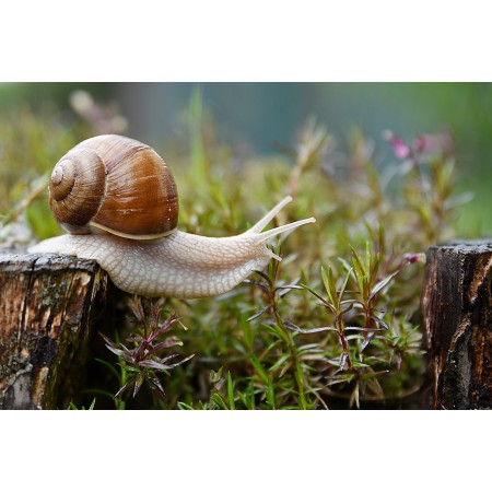 35x24 in Photographic Print Poster Snail Garden Conch Nature Animal