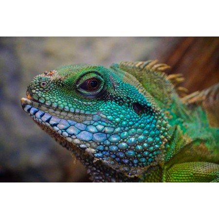 36x24 in Photographic Print Poster Lizard Colorful Head View Exotic Reptile Scale