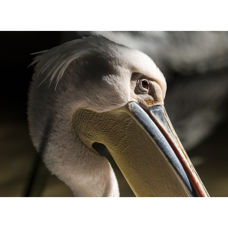 32x24 in Photographic Print Poster Pelican Bird Nature Wildlife Animal Beak Water