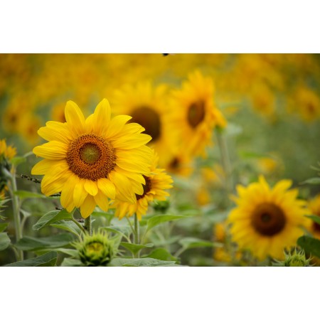 36x24 in Photographic Print Poster Sunflower Yellow Flowers Nature Golden Bright