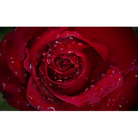 39x24 in Photographic Print Poster Rose Petal Droplets Water Plant Flowers Flora