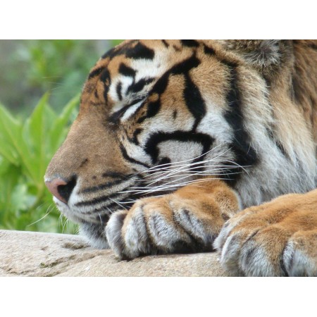 32x24 in Photographic Print Poster Cat Sleeping Tiger Tired Wild Animal Stripes