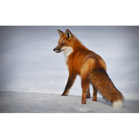 38x24 in Photographic Print Poster Fox Animal Mammal Nature Winter Snow Predator