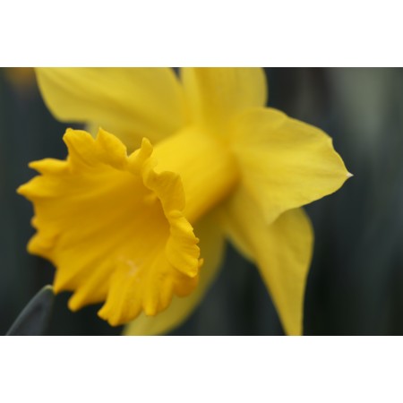 36x24 in Photographic Print Poster Narcissus Daffodil Calyx Blossom Bloom Yellow