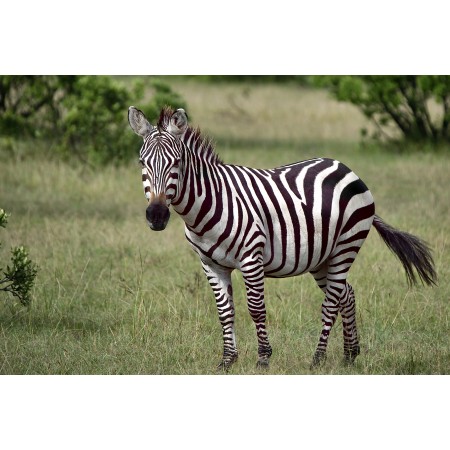 35x24 in Photographic Print Poster Animal Zebra Wild Wild life Africa Kenya Nikon