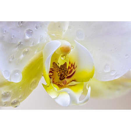 35x24 in Photographic Print Poster Orchid Flower Petals Dew Dew drops Nature