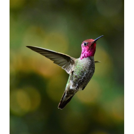 24x20 in Photographic Print Poster Hummingbird Bird Beak Wings Feather Plumage Male