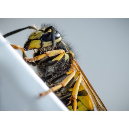 33x24 in Photographic Print Poster Wasp Macro Insect Animal Close Up