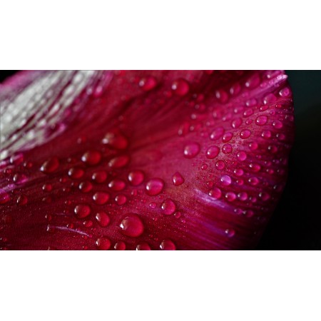 42x24 in Photographic Print Poster Petal Pink Tulip Flower Nature Beauty Wet Rain