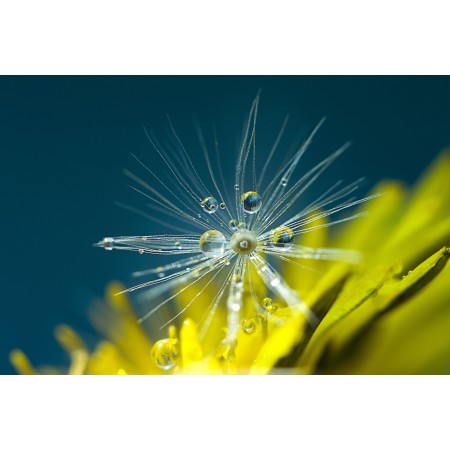 36x24 in Photographic Print Poster Dandelion Plants Nature Wildflower Seeds Flowers