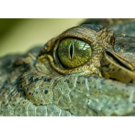 32x24 in Photographic Print Poster Crocodile Eye Detail Portrait Skin Reptile