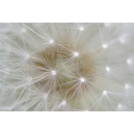36x24 in Photographic Print Poster Dandelion Seeds Nature Close up Macro