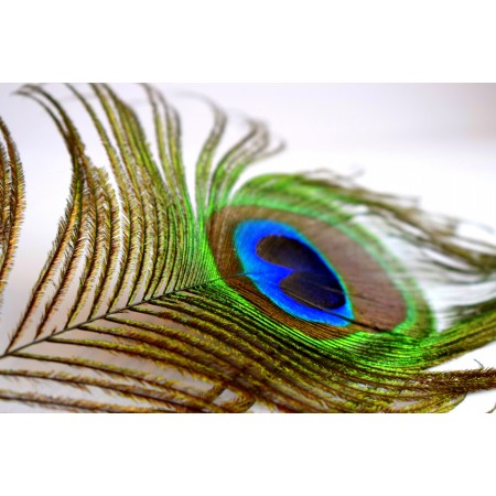35x24 in Photographic Print Poster Peacock Feathers Color Pattern Blue Green Tail
