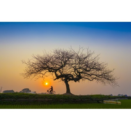 36x24 in Photographic Print Poster Sunset Afternoon Bicycle Lonely Tree Landscape