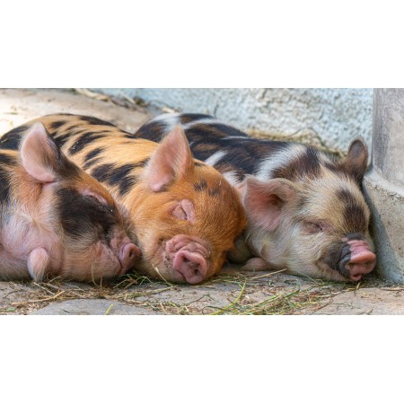 42x24 in Photographic Print Poster Pigs Piglet Animal Babies Cute Mammals Breed Pigs