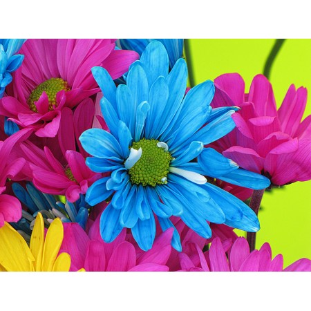32x24 in Photographic Print Poster Daisies Daisy Flowers Petals Bloom Nature Blue
