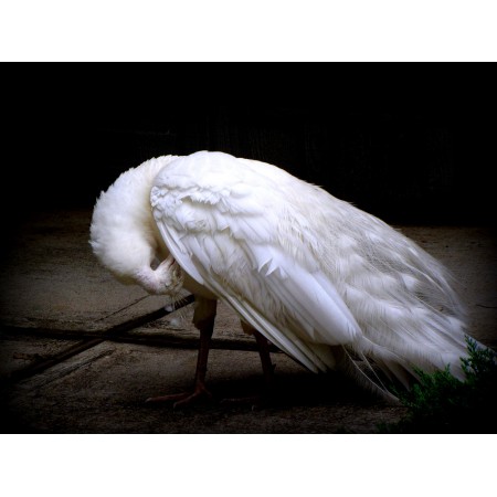32x24 in Photographic Print Poster Peacock White Bird Animal Feathers Nature Black