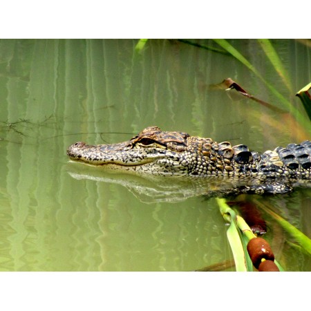 32x24 in Photographic Print Poster Alligator Gator Animal Nature Water Greeen Brown