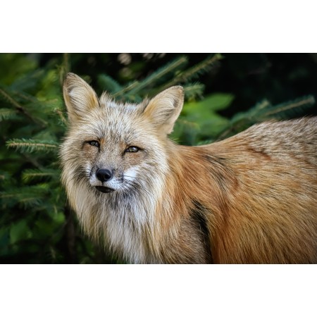 36"x24" Photographic Print Poster Fuchs Animal World Wild Animal Predators