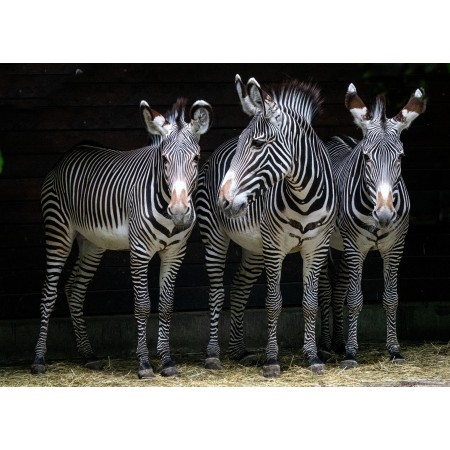 33x24 in Photographic Print Poster Zebra Zoo Animal Animal world Stripes