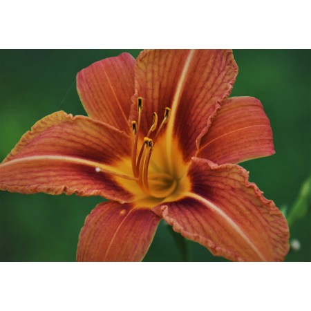 34"x24" Photographic Print Poster Summer Lily Orange Petals Blossomed Daylily