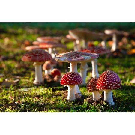 36"x24" Photographic Print Poster Mushroom Toadstool Fly Agaric Spotted Points Red