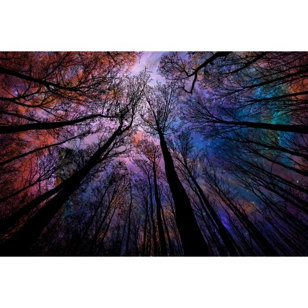 36"x24" Photographic Print Poster Starry sky Universe Trees Galaxies Space Star