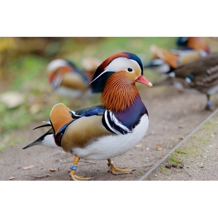 36"x24" Photographic Print Poster The Duck Mandarin Birds Plumage The Colors Beak