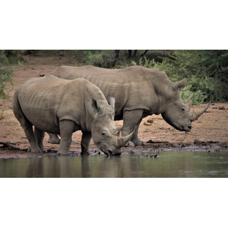 42x24 in Photographic Print Poster White Rhino Couple Two Drinking Water Hole Big 5