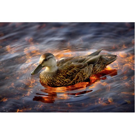 35x24 in Photographic Print Poster Duck Black Duck Lake Nature Water Plumage