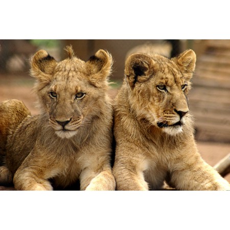 36"x24" Photographic Print Poster Lion Brothers Mane Male Carnivores Young