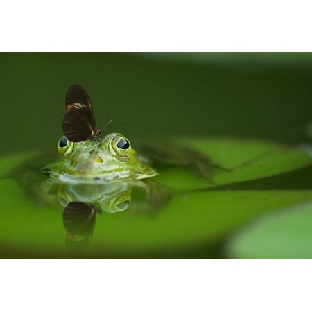36"x24" Photographic Print Poster Frog Butterfly Pond Mirroring Nature Water