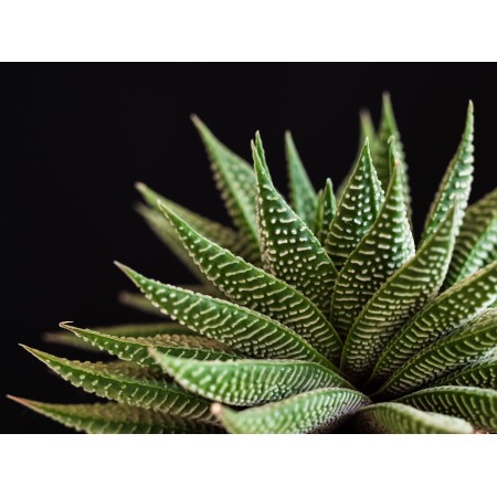 32x24 in Photographic Print Poster Plant Succulent Nature Green Close up Sheet Solid