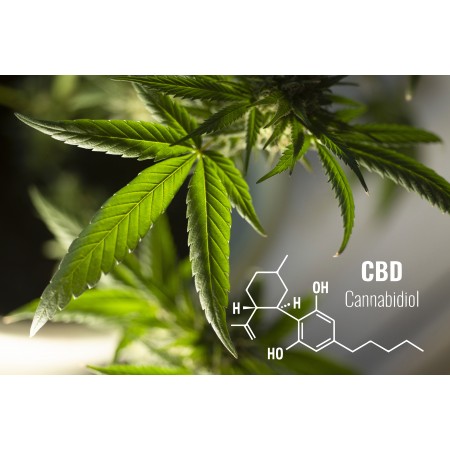 36x24 in Photographic Print Poster Leaves Cannabis Plant Herbal Medicine Cbd