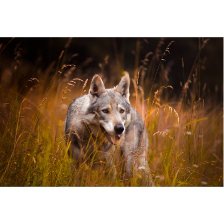 36"x24" Photographic Print Poster Wolf Field Dog Red Forest Wild Fur Predator